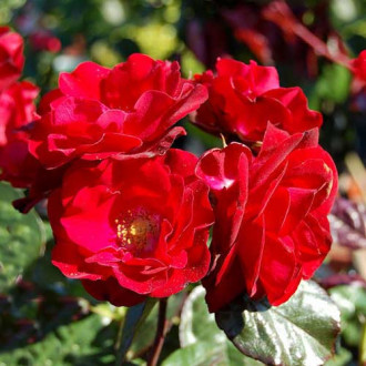 Ruža floribunda Europana obrázok 3