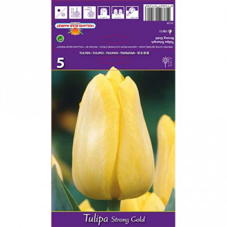 Tulipán Stronggold obrázok 3