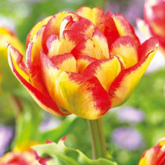 Tulipán Sundowner obrázok 4